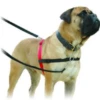 Company Of Animals Halti Harness Large