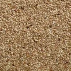 SkyGold Plain Canary 20kg