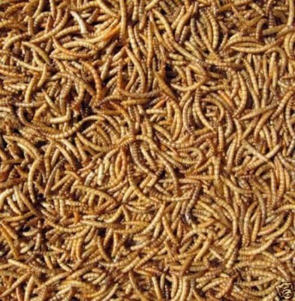Mealworms 5kg 1 Mealworms 5kg