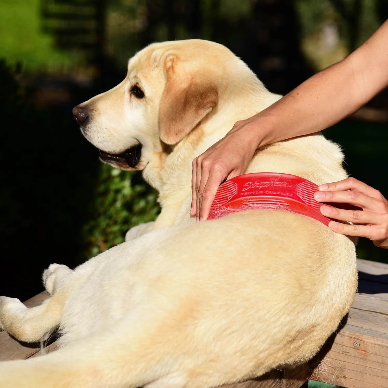 Strip Hair Gentle Groomer Dog & Cat Red 2 Strip Hair Gentle Groomer Dog & Cat Red - Image 2