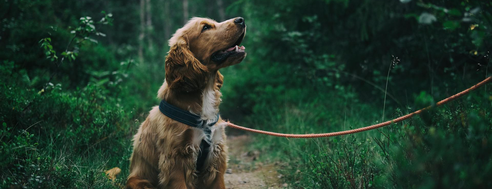 Pet Products Shop -Pet Products Shop pexels jagheterjohann 1254140